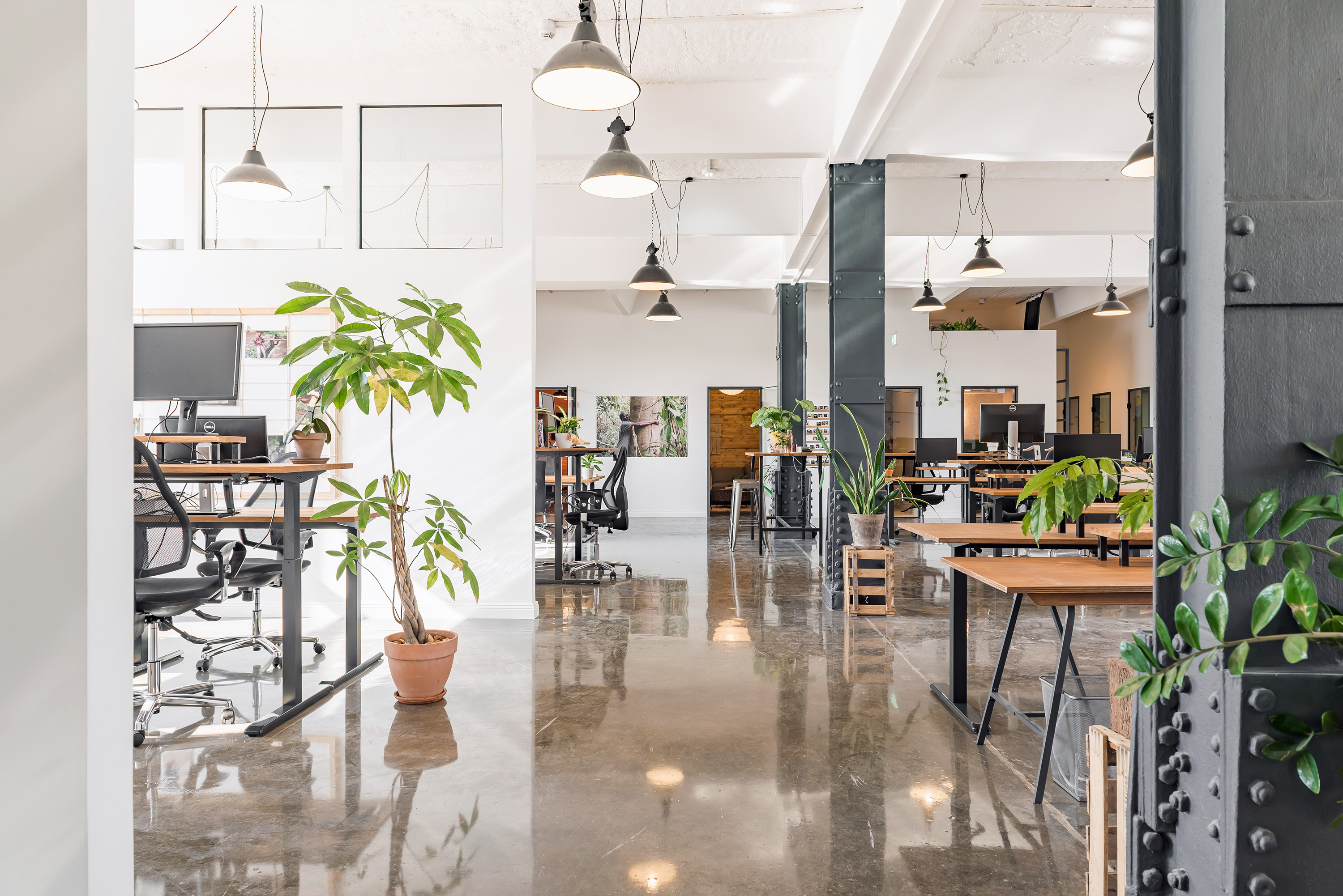 The bright, spacious Ecosia office. Industrial style with a lot of natural light and plants