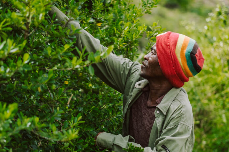 Ecosia - The search engine that plants trees